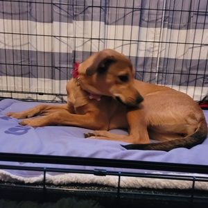 Meet your Posher, Senethia